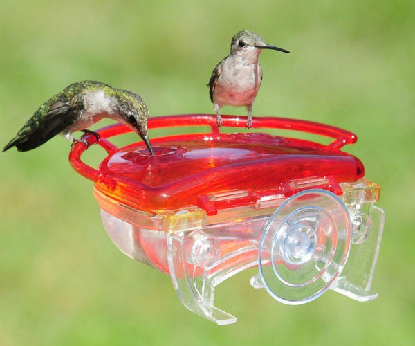 How to Attract Hummingbirds to your Yard