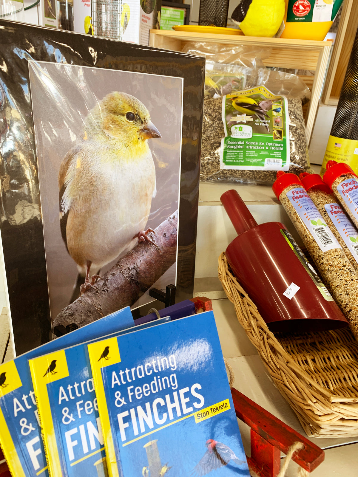 Let's Talk Finches / Attracting Finches to your yard — For the Wild Birds