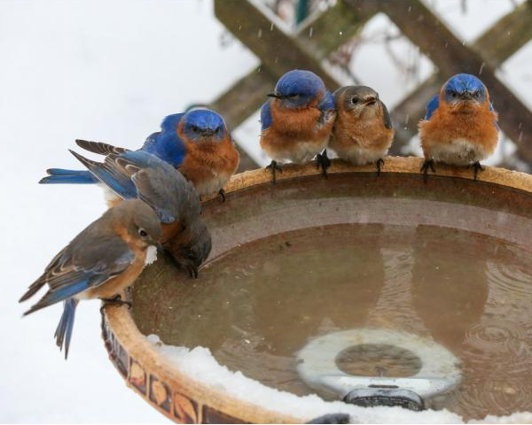 Watering Your Birds Over The Winter
