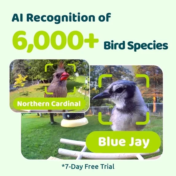 Birdfy Solar 1080P Smart Birdfeeder Camera Cyan