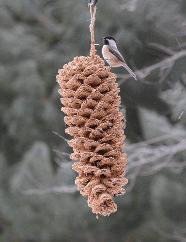 Giant Pine Cone coated with premium bird seed