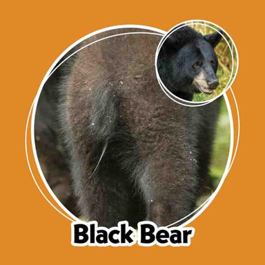 Whose Butt? Memory Game card showing a black bear from behind