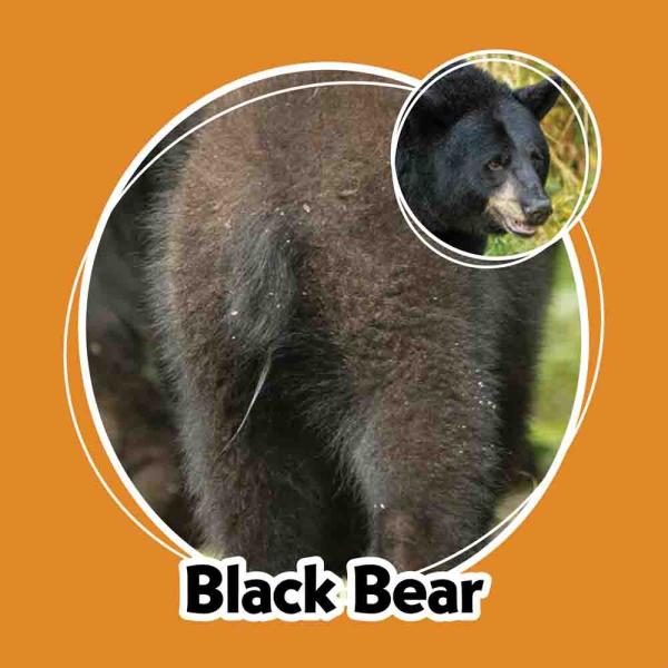 Whose Butt? Memory Game card showing a black bear from behind