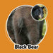 Whose Butt? Memory Game card showing a black bear from behind