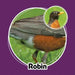 Whose Butt? Memory Game card showing an American robin