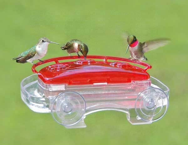 Jewel Box Window Hummingbird