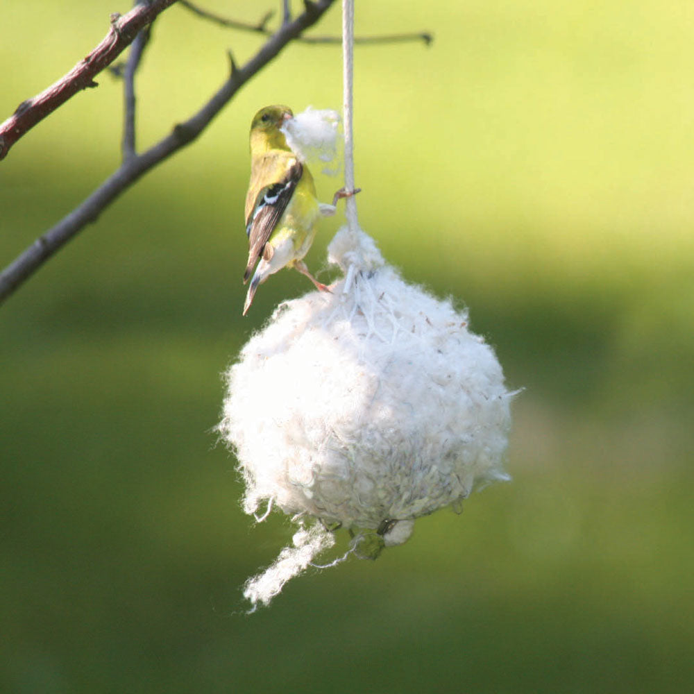 Birds Choice Cotton Nest Building Material for Birds - goldfinch gathering cotton