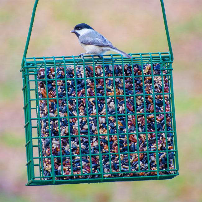 C&S EZ Fill Large Suet/Seed Cake Cage Feeder