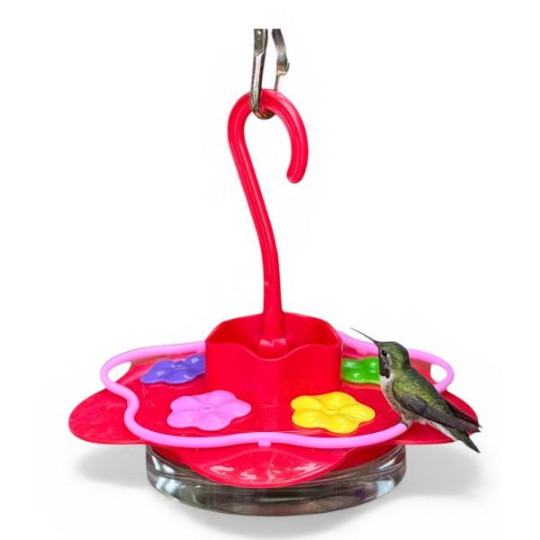 Glass Sipper Hummingbird Feeder