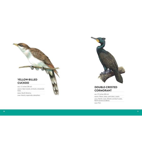 Visual Directory Of Birds of North America