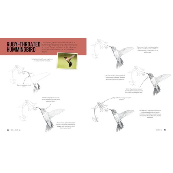 The Birder's Drawing and Coloring Kit