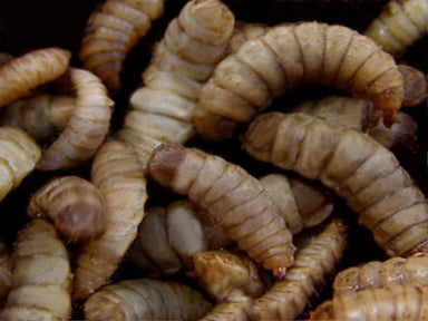 Black soldier fly larvae (Hermetia illucens) — high-calcium insect food for wild birds