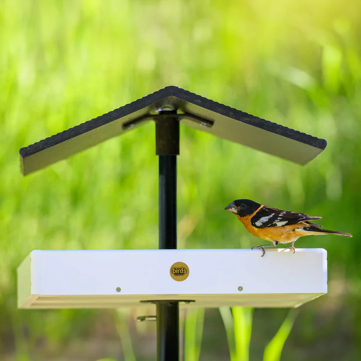 Modern Farmhouse Seed Catcher Platform Bird Feeder Pole Mount in White