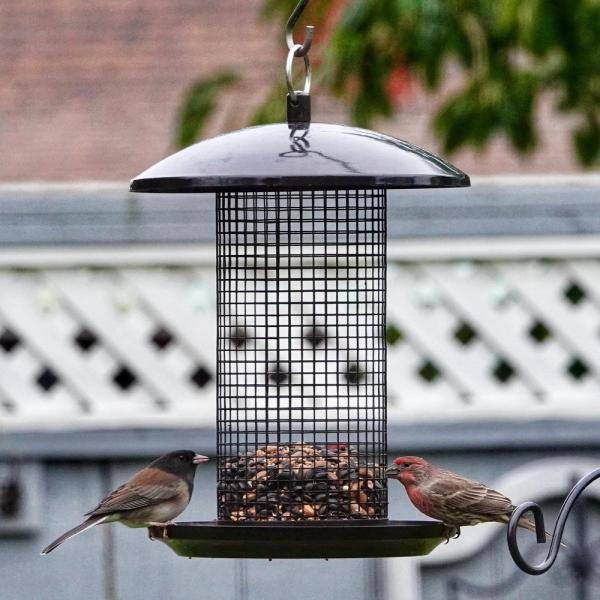 Midnight Metal Mesh Mixed Seed & Peanut Feeder