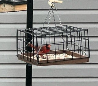 Northern Cardinal feeding inside the Dove Guard