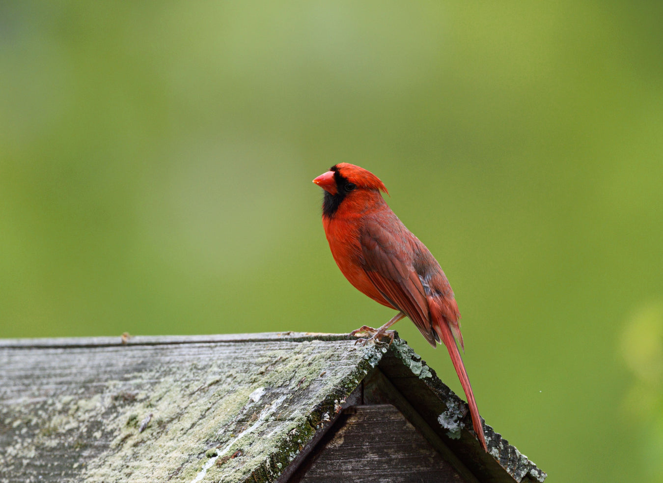 Northern Cardinal perched on the roof of a rustic wooden birdhouse