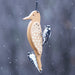 Mr. Woodpecker feeder visited by two woodpeckers
