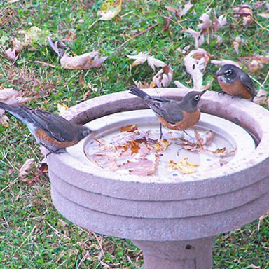 Songbird Essentials Bird Bath Raft floating in a bird bath