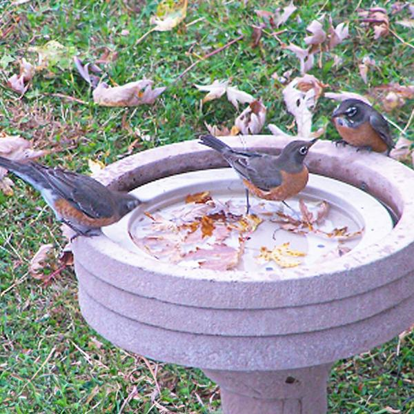 BirdBath Raft