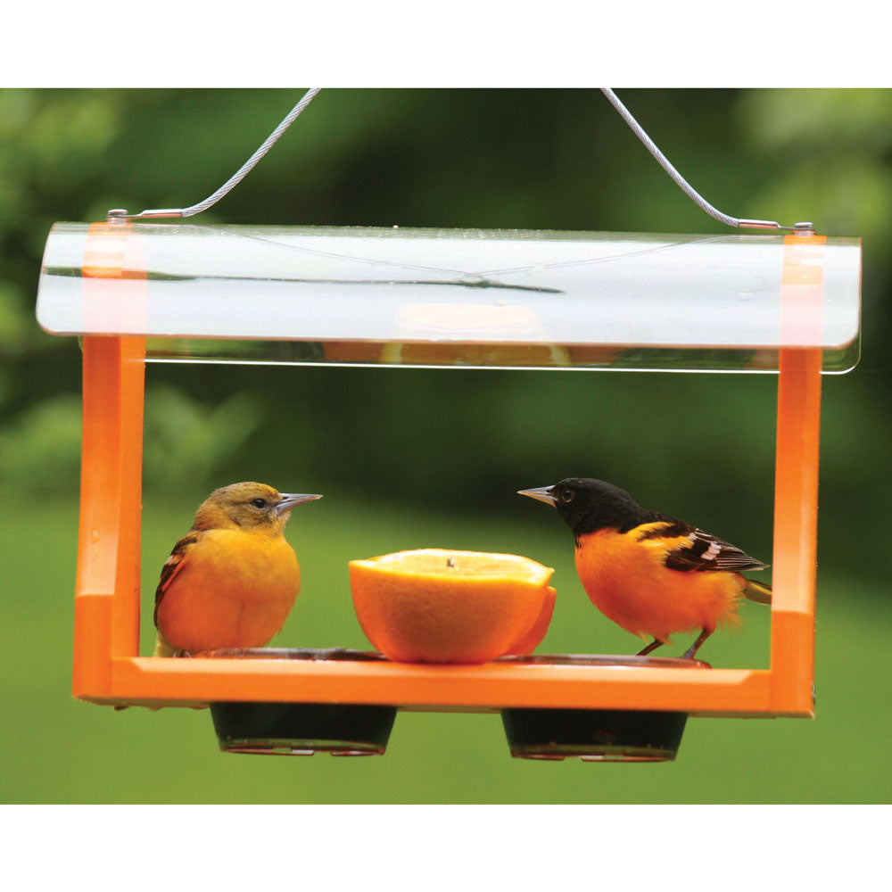 Two orioles feeding at the Best Seller Oriole Feeder on jelly cups