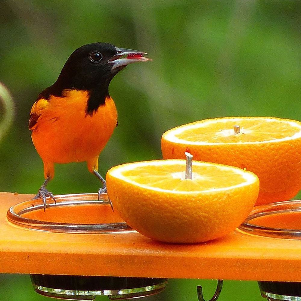 Oriole eating grape jelly from the Best Seller Oriole Feeder cup