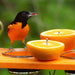 Oriole eating grape jelly from the Best Seller Oriole Feeder cup
