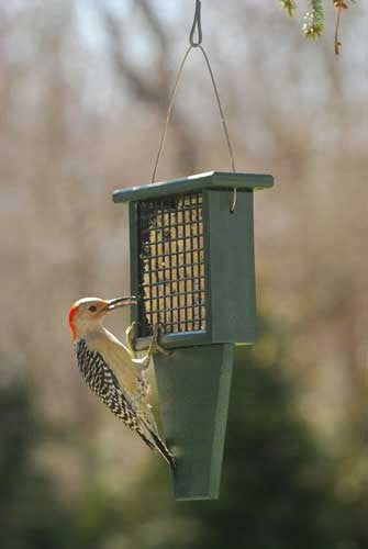 Single Suet Feeder w/ Tail Prop - Recycled Plastic Hunter Green