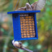 Recycled Plastic Suet Feeder in Blue with chickadee and house finch