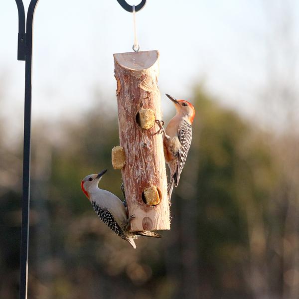 Log Without Perches