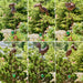Rusty Animal Garden Swing Stake w/ Glass Ball - Assorted Styles