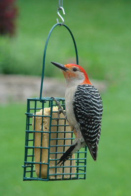 Single Suet Cage