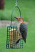 Single Suet Cage