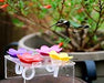 4pc Plexiglass Hummingbird Ring Feeder Trainer