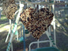 Mr. Bird Little Heart seed ornament hanging outdoors