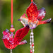 Zaer short acrylic cardinal ornaments with beaded tassel, assorted colors