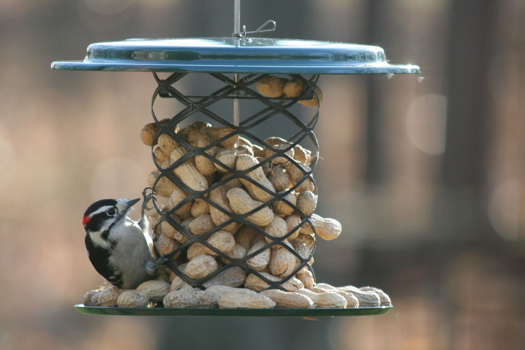 Whole In Shell Peanut Feeder
