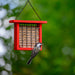Recycled Plastic Suet Feeder in Red with chickadee