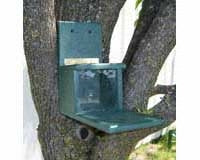 Recycled Plastic Squirrels Only Munch Box- Green