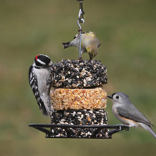 Wild bird supplies sales online