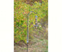 Squirrel Proof Spring Slinky