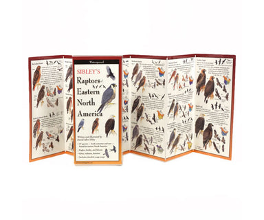 Sibley's Raptors Eastern North America Folding Guide