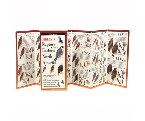 Sibley's Raptors Eastern North America Folding Guide