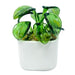 Milano Art Glass - Pilea Plant