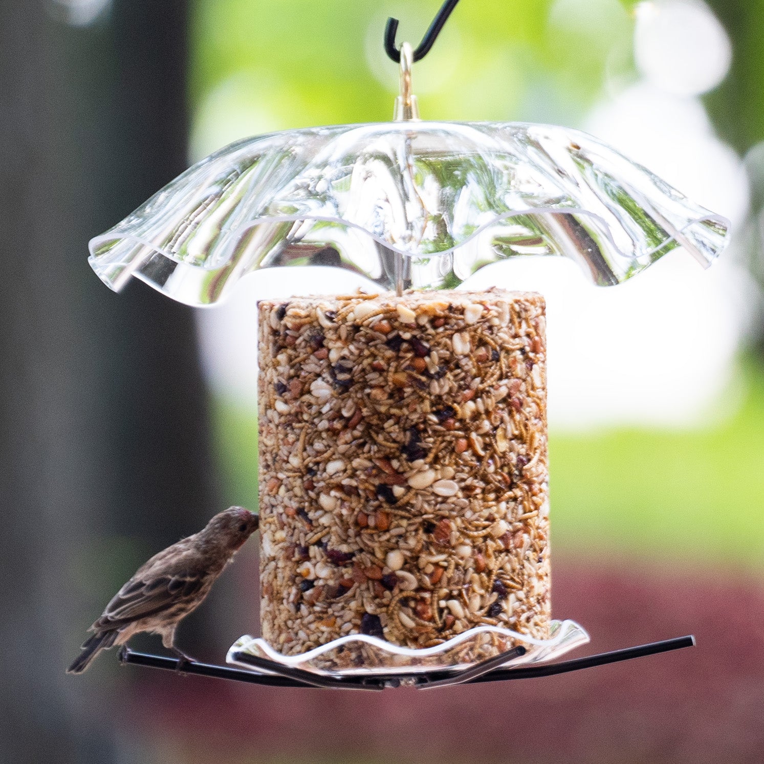 Clear Scalloped Seed Cylinder Feeder